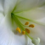 Easter Lily, Happy Easter, Rebirth, Resurrection, Celebration of Life, Loss