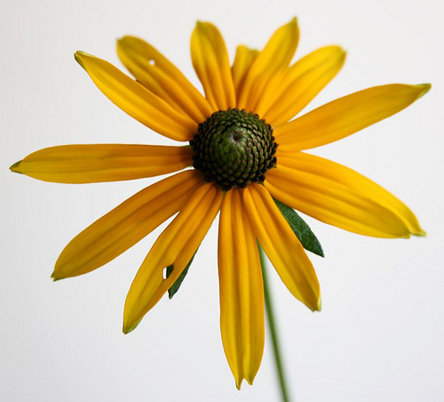 “If you go  to a funeral, you’re better off in the  casket than doing the eulogy.”-Jerry Seinfeld