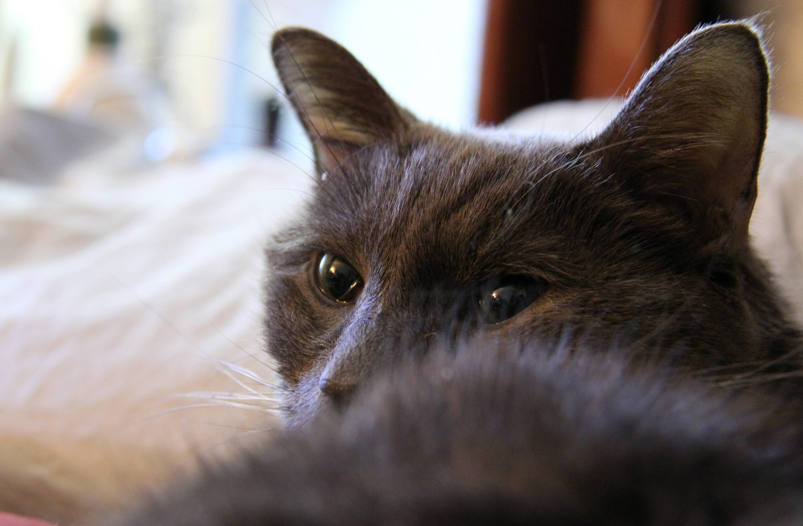 PAWS aids the dying and the elderly in the end-of-life process