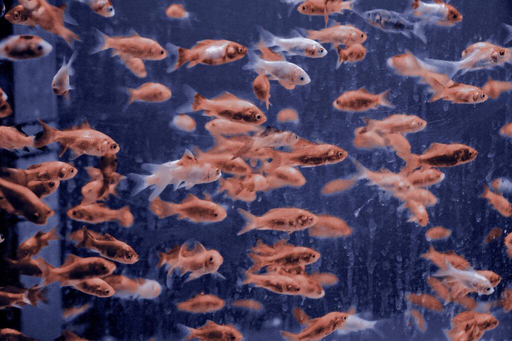 many of gold fish to illustrate unable to breathe while dying