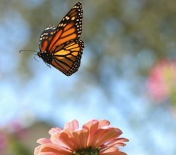 “The butterfly counts not months but moments, and has time enough.”- Rabindranath Tagore