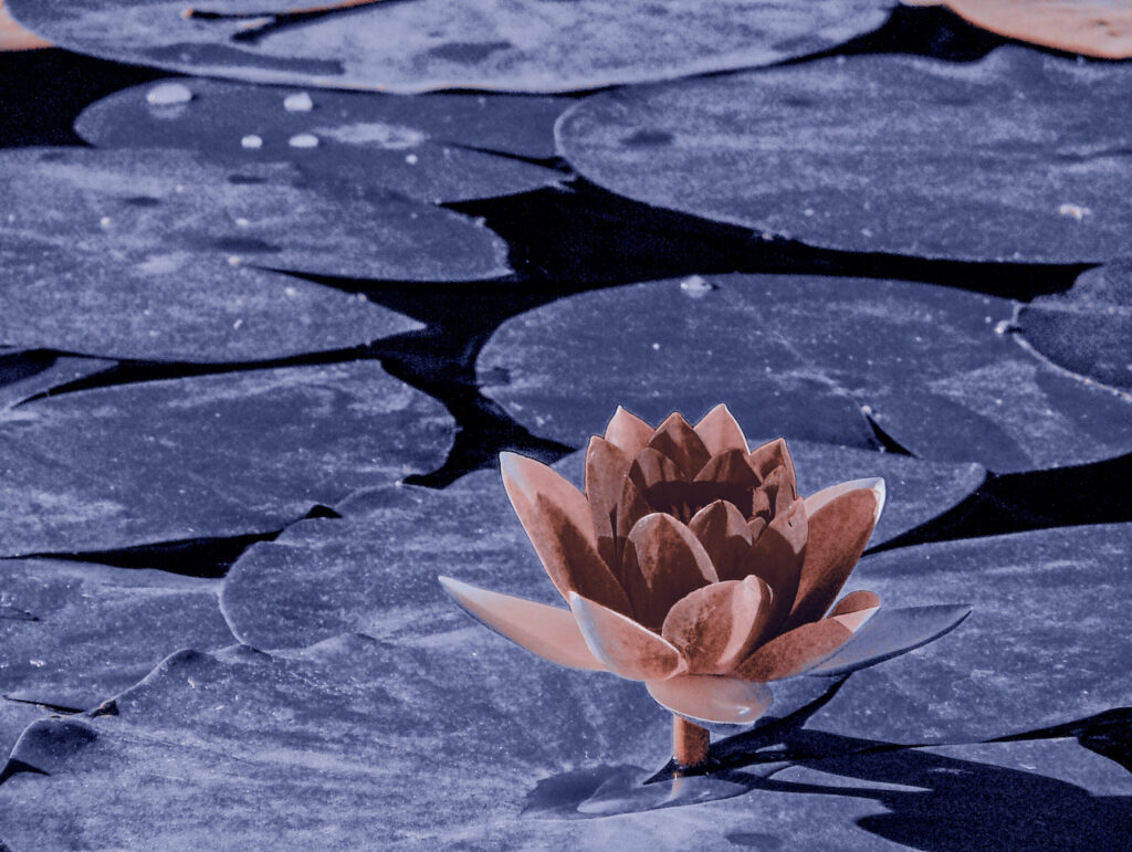 A single lily to symbolize the face of grief