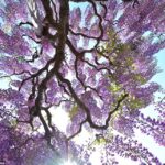 Looking up through wisteria reflects hope of Alzheimer's sufferers