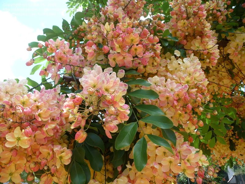 A close up of a blooming tree to symbolize waiting for death