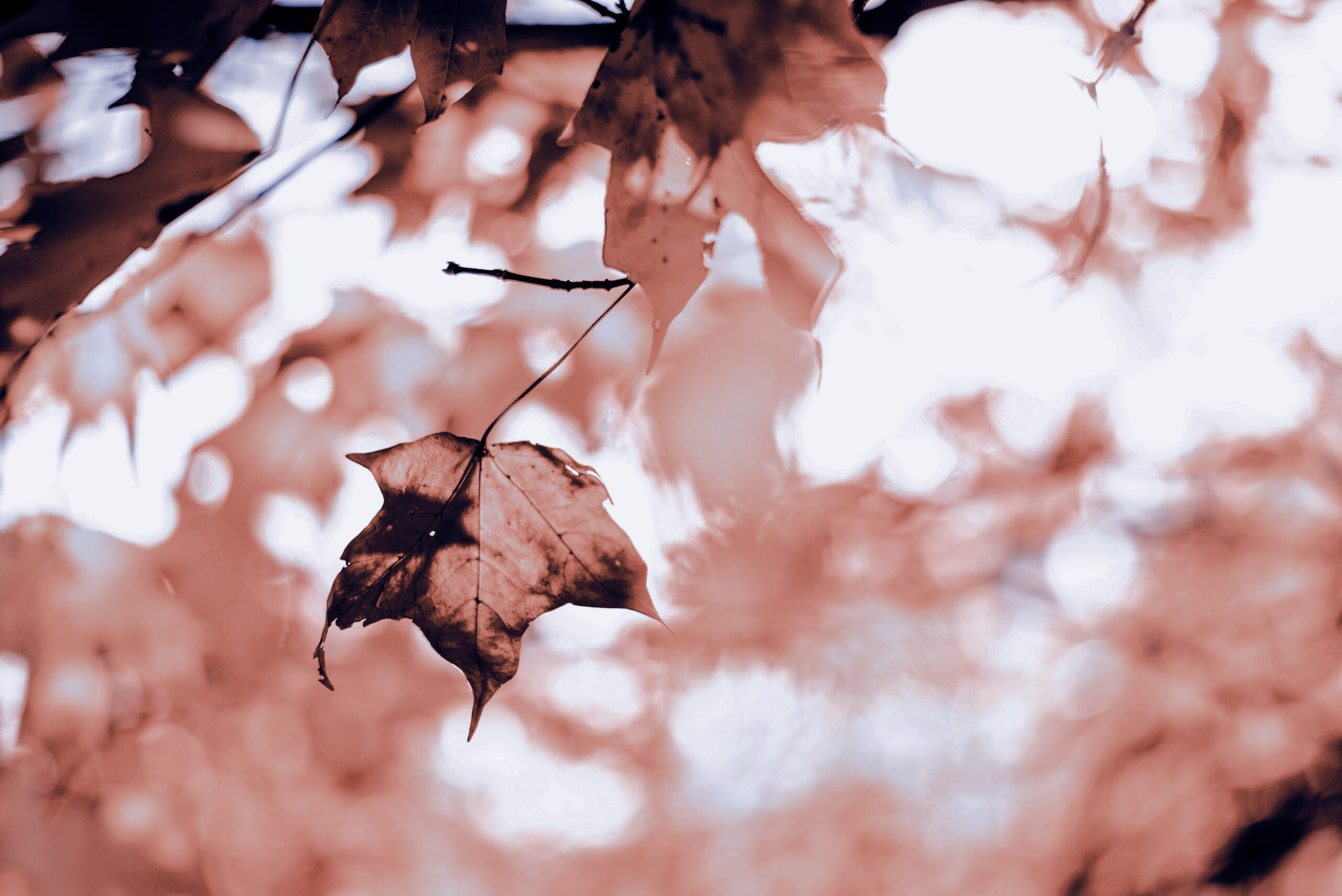 Sepia-toned image of a single autumn maple leaf hanging from a branch, creating a gentle and somber mood.