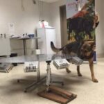 German shepherd learning to detect cancer scent