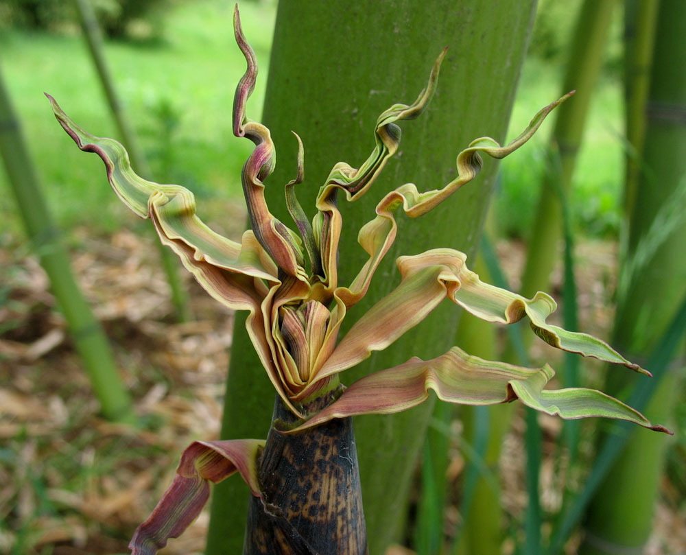 Closeup of a bamboo flower denotes rebirth