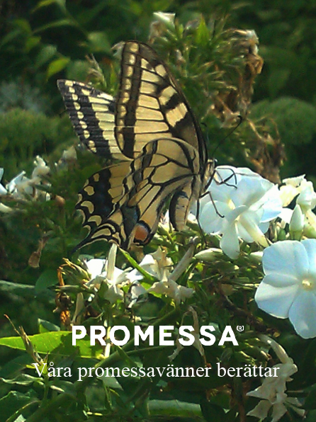 New, Greener Alternatives to Cremation and BurialA Swedish biologist has invented a process she calls "Promession", in which bodies are freeze-dried rather than burned
