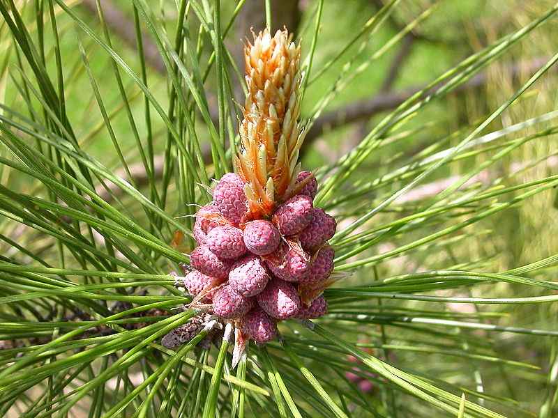 A second opinion offers new life like this flowering pine