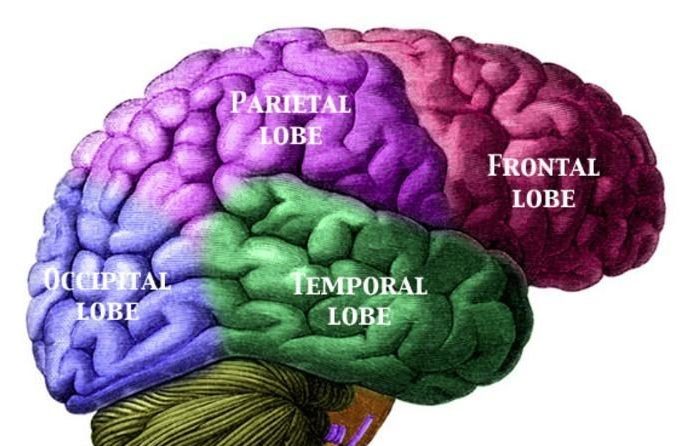 Scientists Discover Gene That Determines How Fast Your Brain Will AgeThe effects of TMEM106B kick in once a person reaches the age of 65