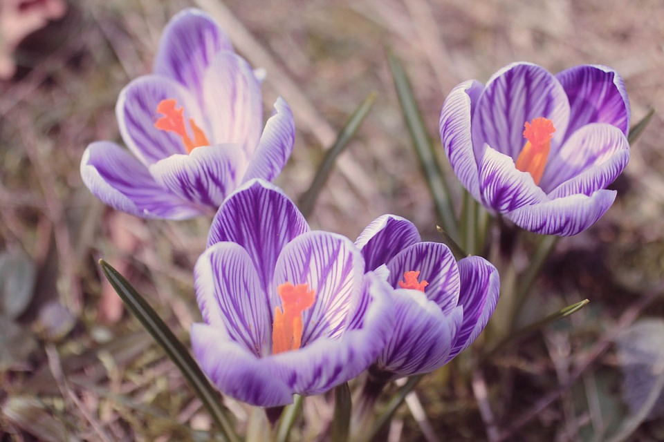 crocus in late spring addiction recovery