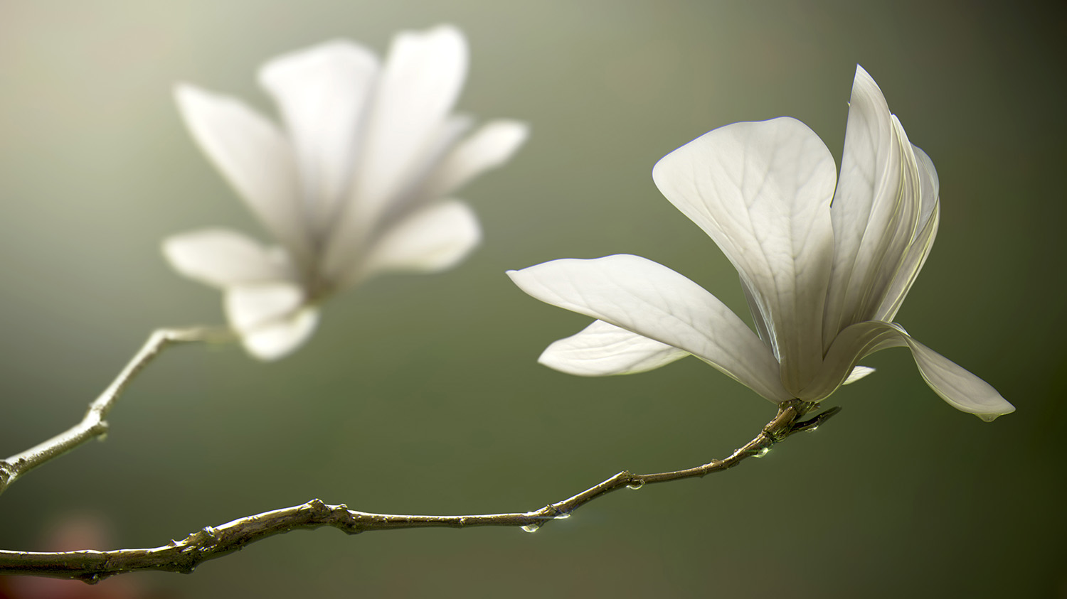New flowers in a branch show how body image can be reformed