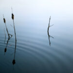 Cat tails in fog symbolize emerging from guilt and shame