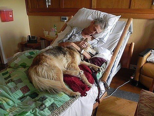 Dying person with pet may b helped by Pat Peace of Mind