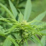 Marijuana plant containing cannabinoids