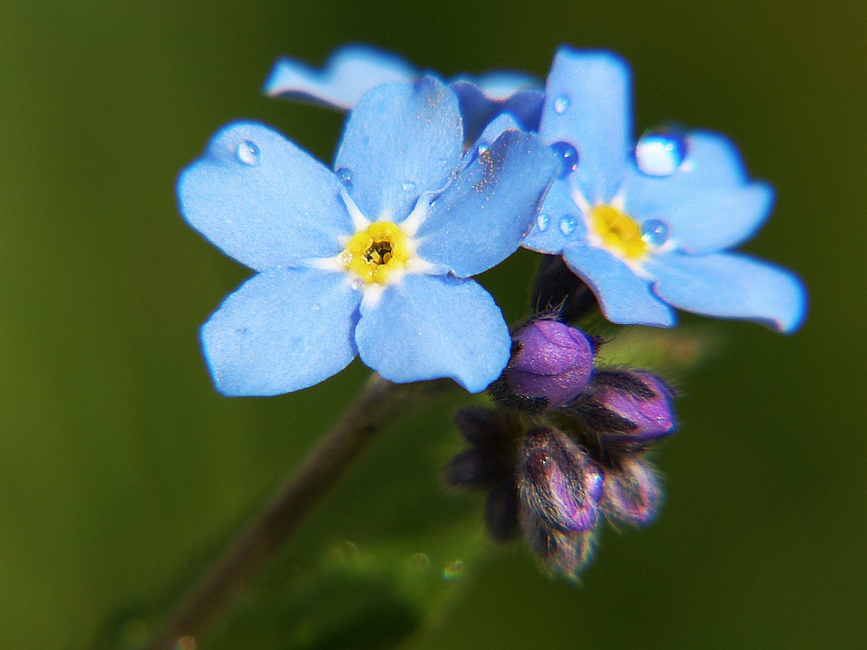 A photo of a blue forget-me-not flower in bloom, grown from a forget-me-not memorial seed packet