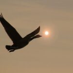 a duck in flight against a sunlit sky