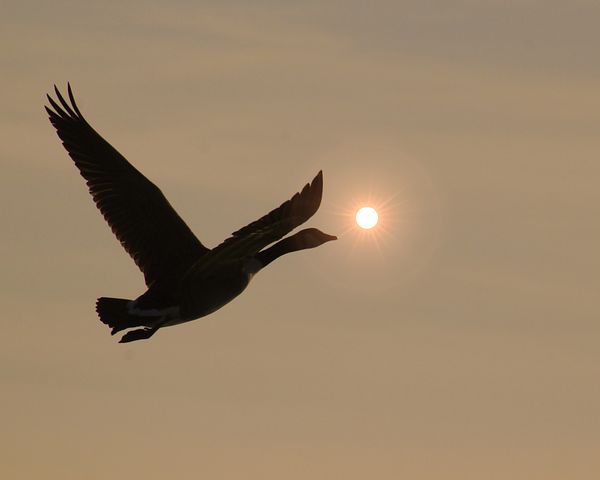 a duck in flight against a sunlit sky
