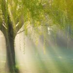 willow tree is not a symbol of being brave