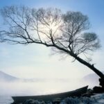A tree leaning over a cliff in winter on New Year's Day