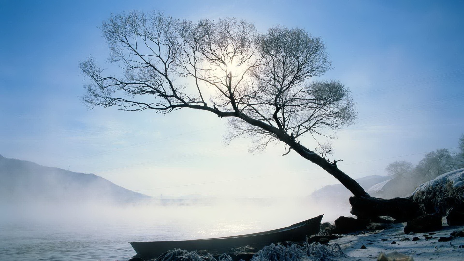 A tree leaning over a cliff in winter on New Year's Day