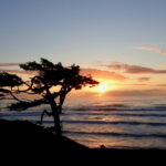 A solitary tree symbolizes a person keeping up a pretense alone