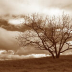 Tree against a stormy sky