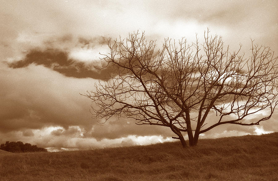 Tree against a stormy sky
