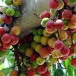 Banyan tree fruit shows hope after denial