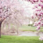blooming magnolia does not tell the truth about heart failure