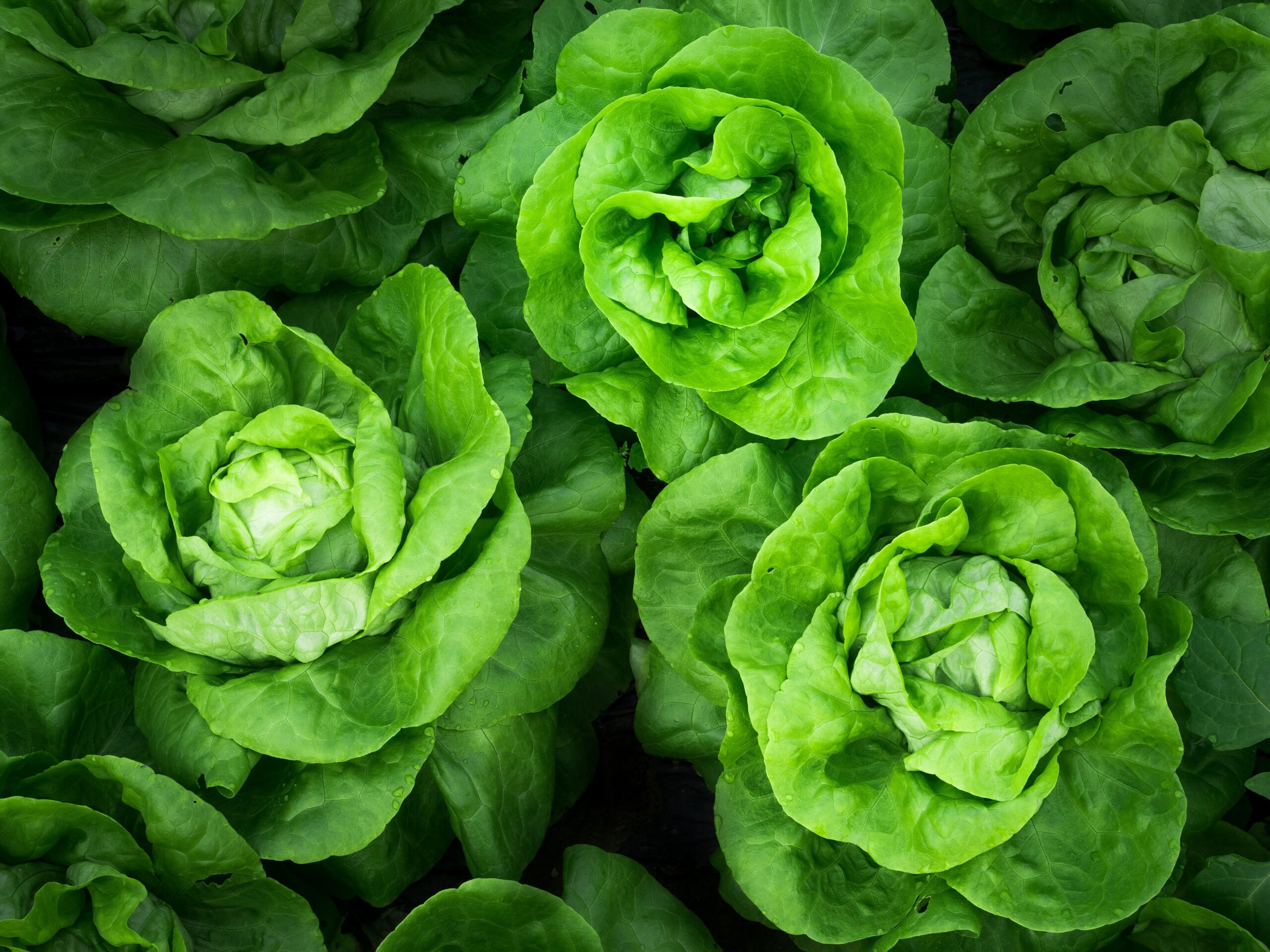 an image of leafy greens