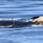 Mother orca carrying her baby who had died.