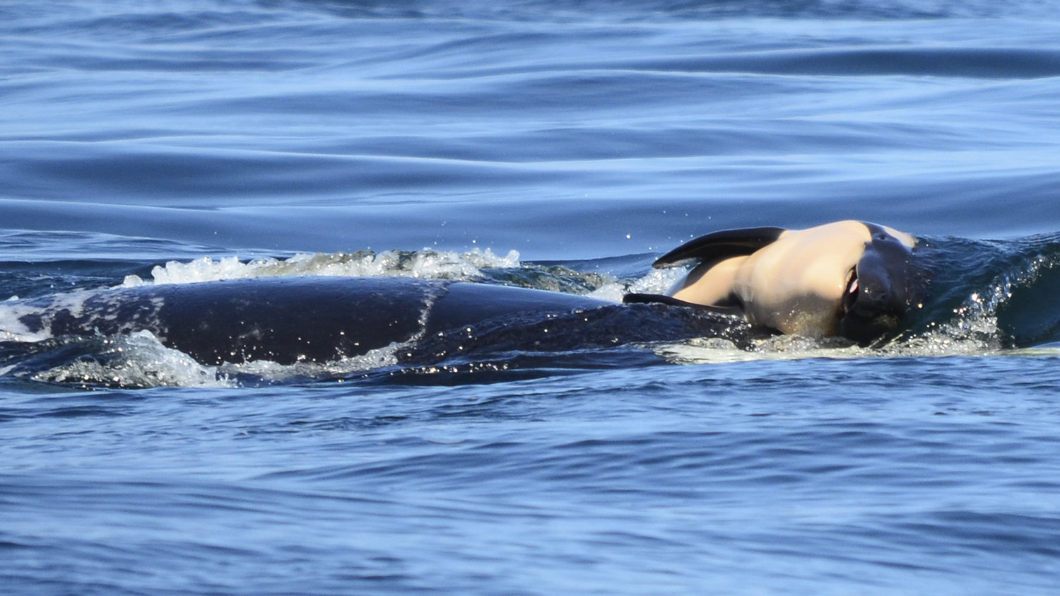 Mother orca carrying her baby who had died.