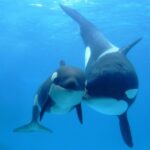 An image of an orca family (aka cetaceans)
