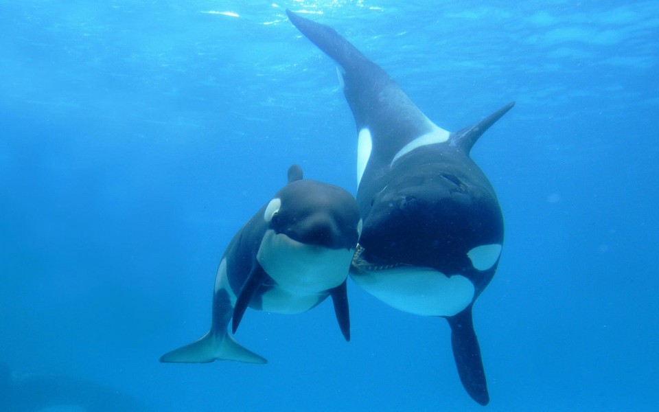 Grief and Mourning in CetaceansGrowing body of evidence suggests whales and dolphins feel grief when a loved one dies