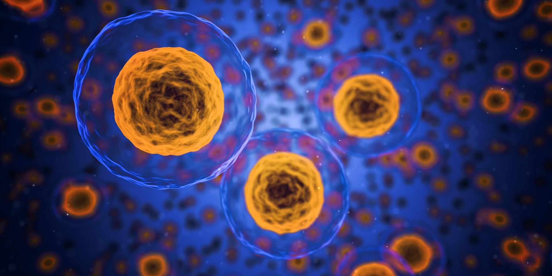 The ATP molecules is connected with longevity