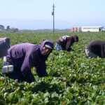 an image of farm laborers representing the faulty CDC study about farmers and suicide