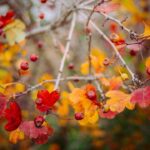 Autumn colors remind us that illness and death come to us all