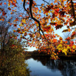 Fall leaves show acceptance of death, not giving up