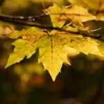 a fall leaf symbolizes how to let go gracefully