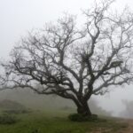 A lone, barren tree symbolizes people who can't afford medical care