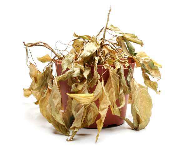 “Never go to a doctor whose office plants have died.”- Erma Bombeck
