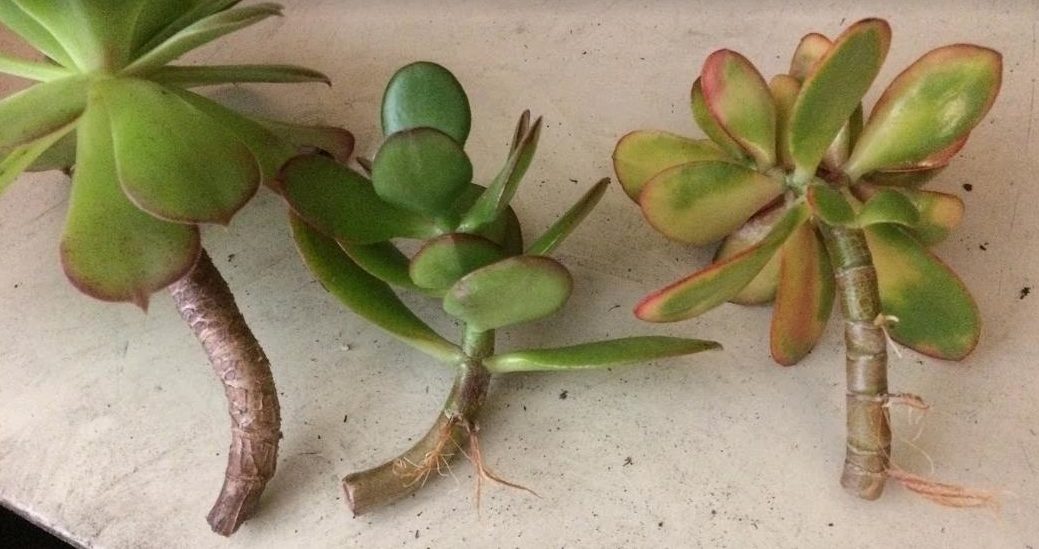 A plant cutting can make a meaningful memorial service keepsake.