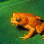 Golden toad which is now extinct, probably due to Bd.