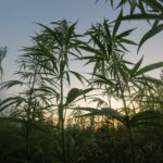 Image of hemp plants which produce CBD