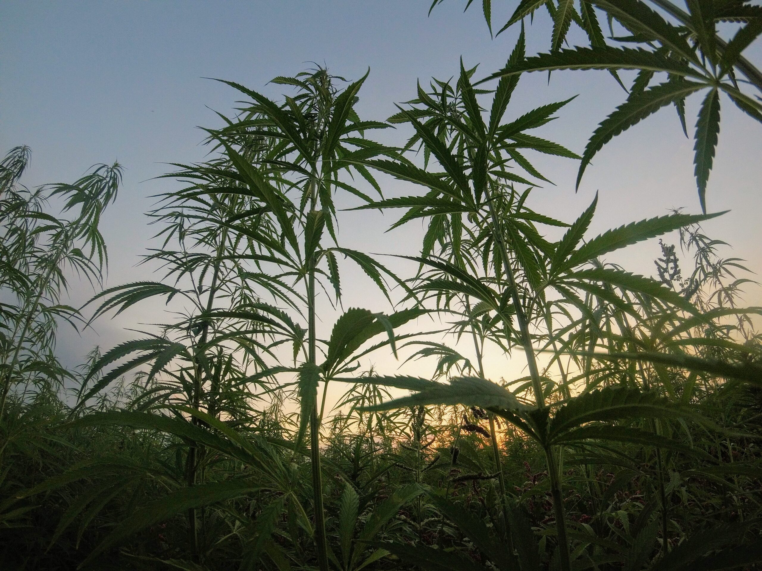 Image of hemp plants which produce CBD