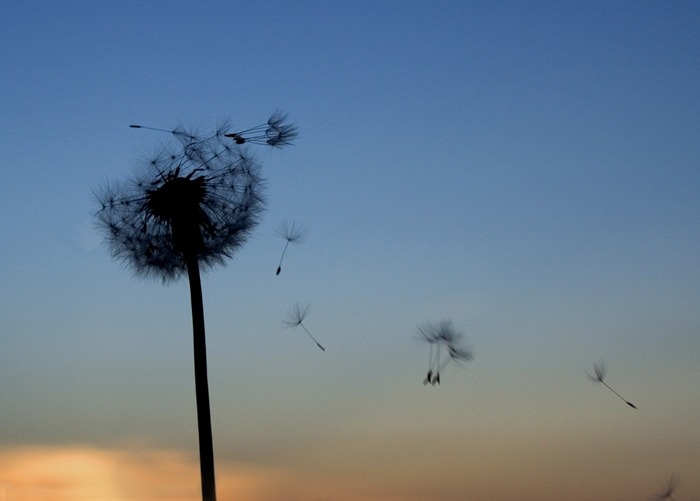 “Life is 100 percent grappling with impermanence.”- Mara Holt Skov on the death of her husband