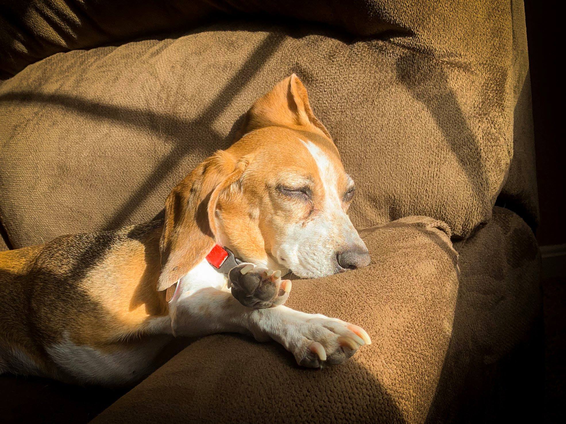 Pet Palliative care is one the rise