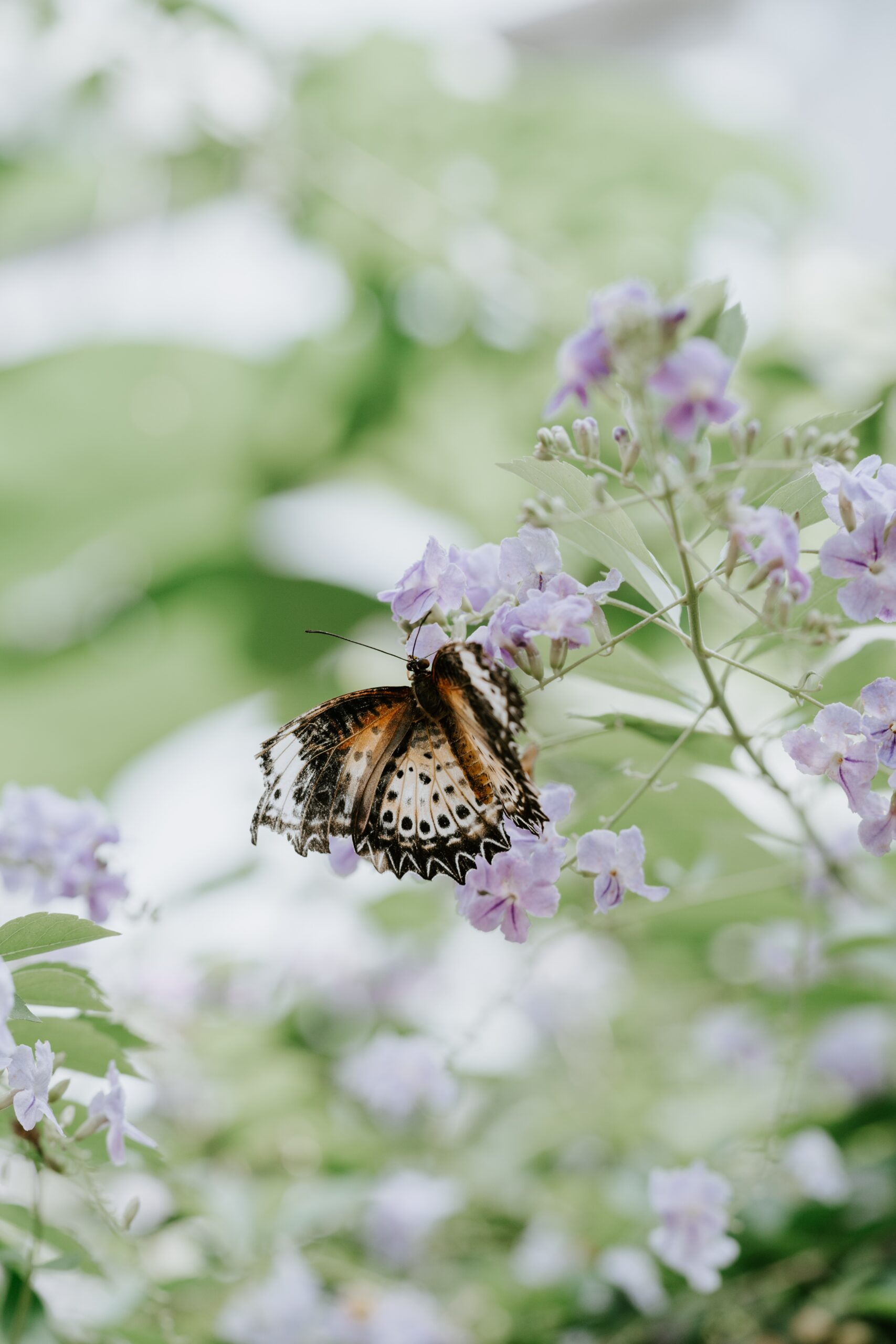 “The longer I live the more beautiful life becomes.”- Frank Lloyd Wright