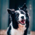 A happy black and white dog can lower the risk of death